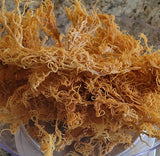 Wildcrafted Raw Gold Sea Moss